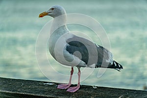 Seagull bird on pier wooden hand rail in golden sunset or sunrise with blurry oceanscape background near beach