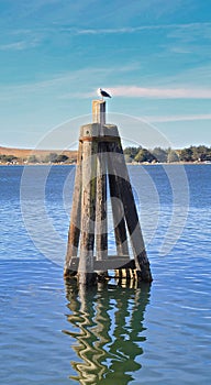 Seagull bird pilings ocean Bodega Bay California