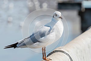 Seagull bird portrait against seashore.view of bird seagull standing on the edge of the bridge