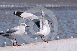 Seagull bird portrait against seashore. view of bird seagull standing on the edge of the bridge