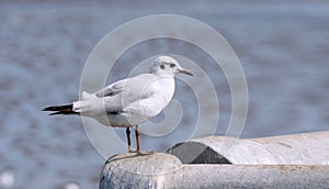 Seagull portrait against seashore. view of bird seagull standing on the edge of the bridge on sea background