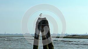 Seagull bird resting on a wood mooring pole and looking the sea in Venice