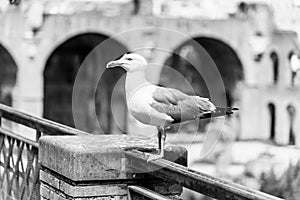 Seagull bird in Roman Forum, Rome, Italy