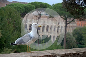 Seagull bird s eye view of city Rome