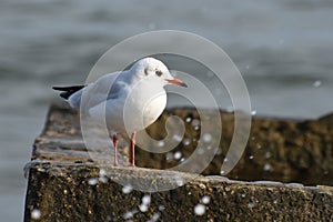 Seagull bird or seabird sits on sea beach. Waves and water splashes