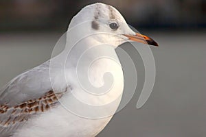 Seagull bird or seabird standing feet on the thames river bank in London, Close up view of white gray bird seagull