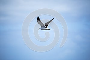seagull bird in the sky