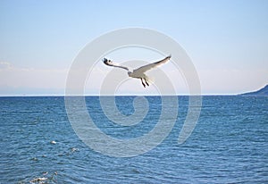 Seagull bird spreads its wings