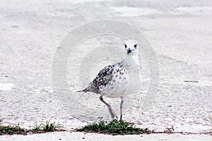Seagull bird standing on his feet and attentively looking at the camera