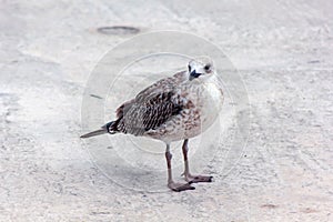 Seagull bird standing on his feet and attentively looking at the camera