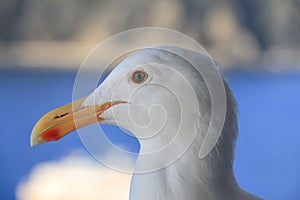 Seagull bird standing over the blue seashore, Close up of bird`s eyes portrait.
