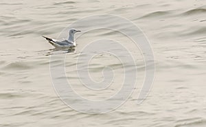 A seagull Bird swims in the water of the River