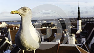 Seagull, bird, tallin, dramatic, oldcity, rainy, baltic states. closup,