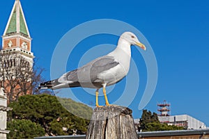 Seagull Bird Venice