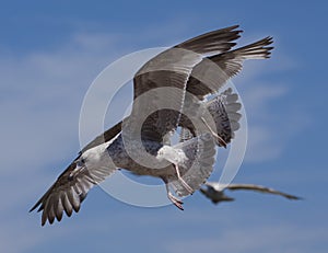 Seagull birds in flight