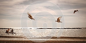 Seagull birds in flight above water at sunset