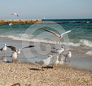 Seagull birds flight beach sand sea â€‹â€‹season