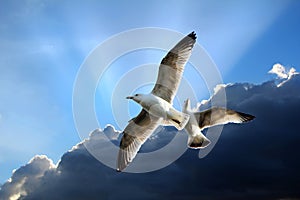 Seagull birds in flight soaring in the heavens sky clouds storm stormy skies sun rays neutrinos atmosphere bird high weather blue