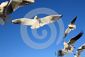 Seagull birds flying