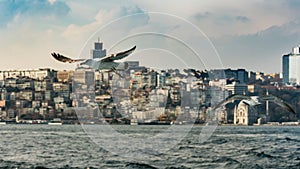 Seagull Birds Flying Over Sea