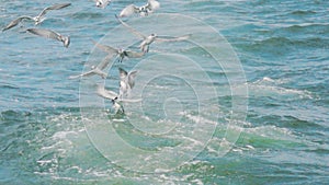 Seagull birds flying into the sea