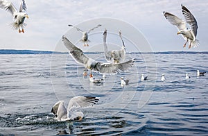 Seagull birds in food fight