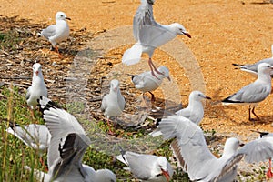 Seagull Birds Landing photo