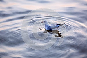 Seagull, the birds migrate from Siberia to Bangpu Samutprakhan Thailand, are feeded by traveler during sunset. fly over the sea an