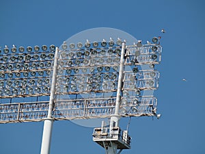 Seagull Birds rest and fly around Stadium-style lights