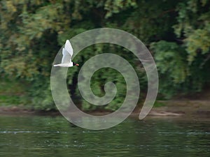 Seagull with black head flying over the water near the forest