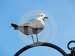 Seagull on Black Perch