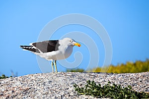 Seagull black and white bird with yellow and red beak on the stone on bright blue sky background close up