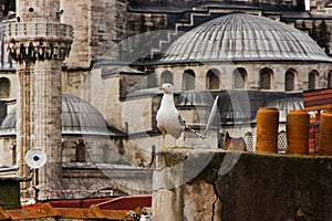 Seagull and Blue Mosque, Istanbul