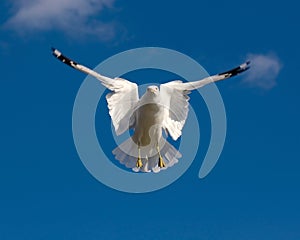 Seagull in a blue sky