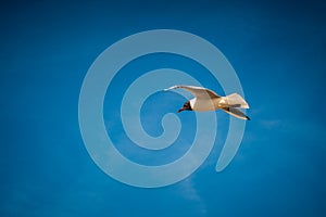 Seagull in blue sky