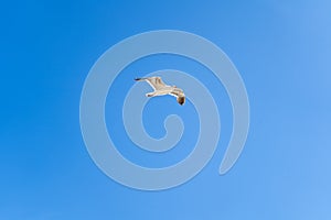 Seagull in a blue sky background, no clouds