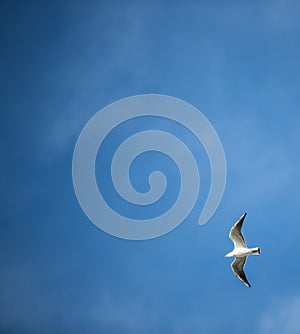 Seagull with Blue Sky - Husavik, Iceland