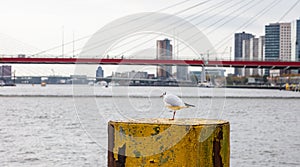 Seagull on blur Rotterdam, Netherlands river skyline, cloudy day