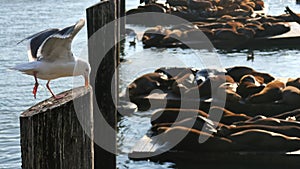 Seagull and blur sea lion at Pier 39