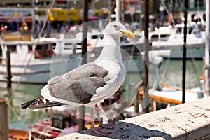 Seagull at Boat Dock
