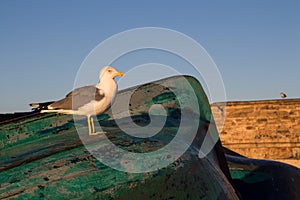 Seagull on a boat, Essaouira, Morocco