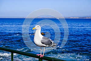 Seagull on Boat Railing