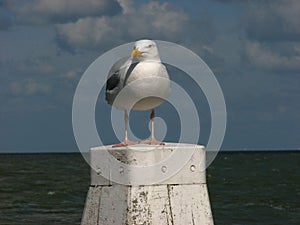 Seagull on bollard