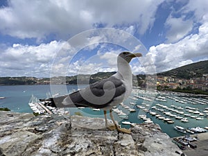 seagull on the boundary wall of the castle of Lerici