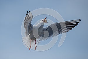 Seagull with bread in open beak