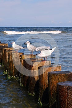Seagull on breakwater