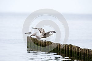 Seagull on the breakwater