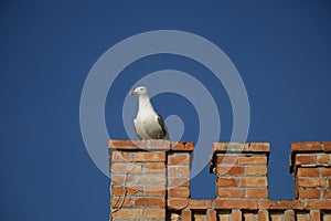 Seagull on a brick wall - blue background