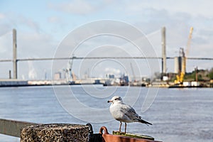 Seagull with Bridge in Background