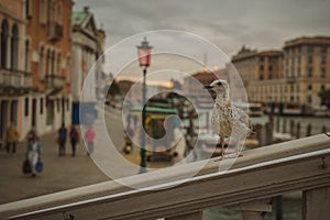 Seagull on a bridge in venice